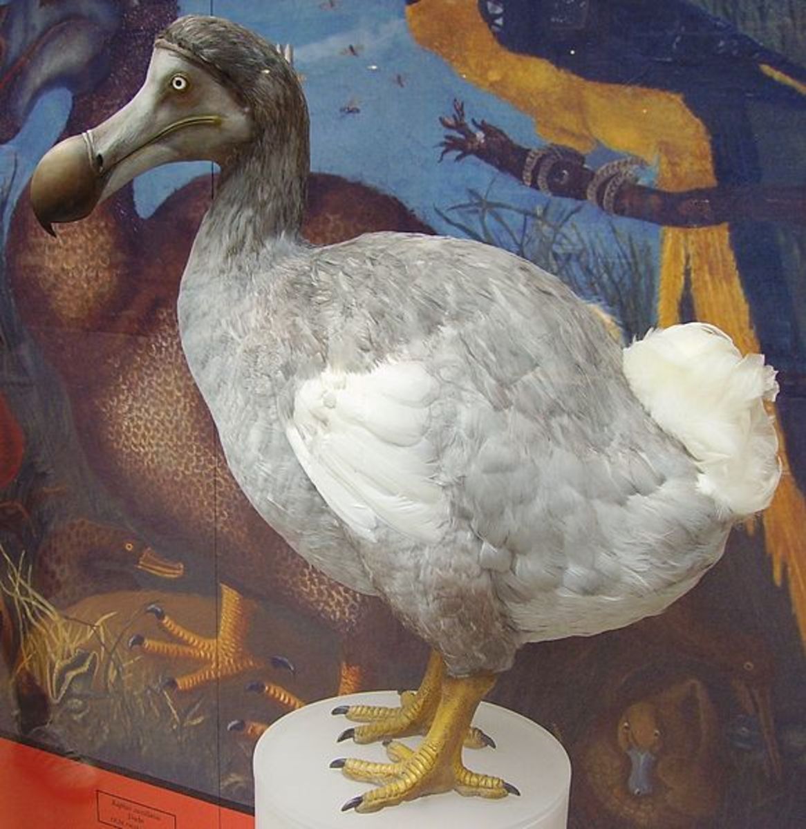 Dodo- An Extinct Bird