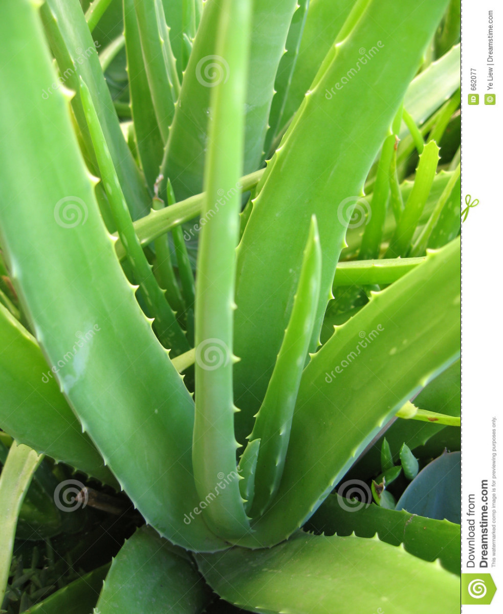 Aloe Vera Plant the Only Vegetative Source of Vitamin B-12