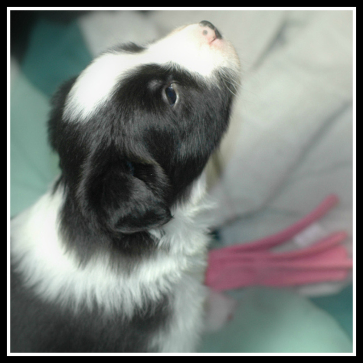 50-pictures-of-puppies-50-cute-border-collie-puppies