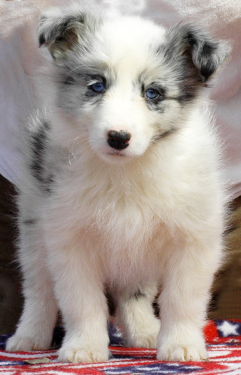 All American Blue Merle Border Collie Puppy