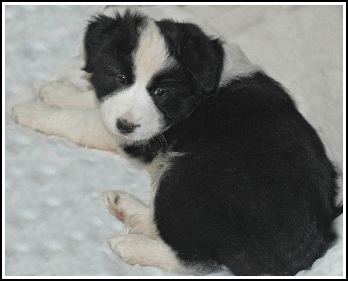 50-pictures-of-puppies-50-cute-border-collie-puppies
