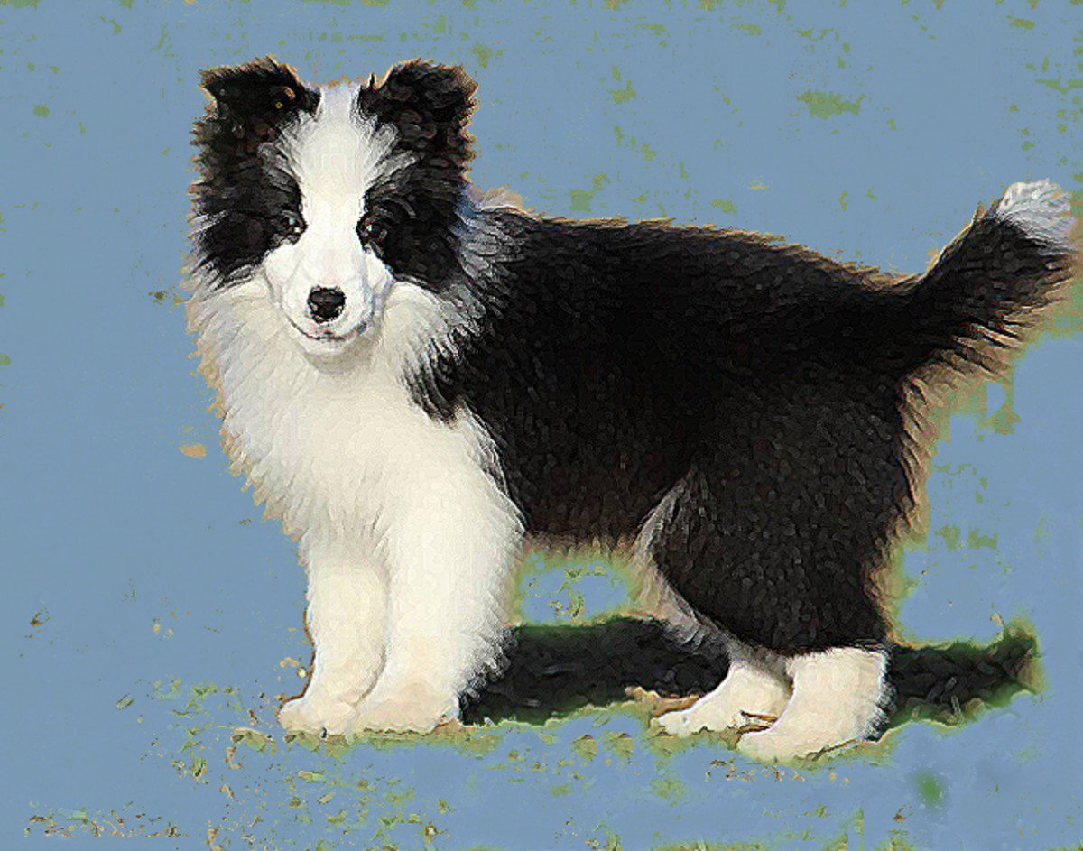 50 Free Pictures of Cute Border Collie Puppy Royalty Free Images HubPages