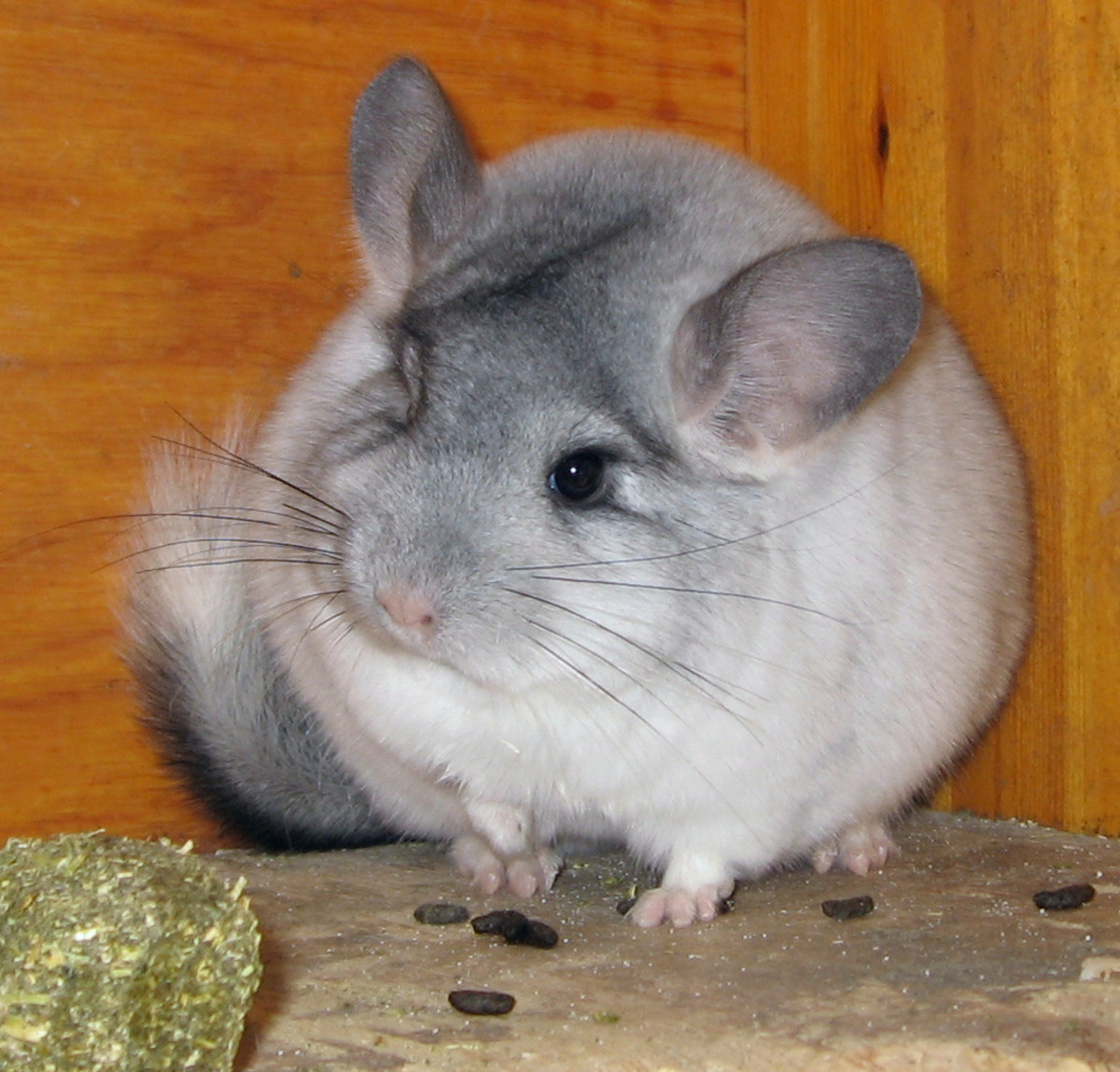 5-chinchilla-facts-must-for-chinchilla-owners