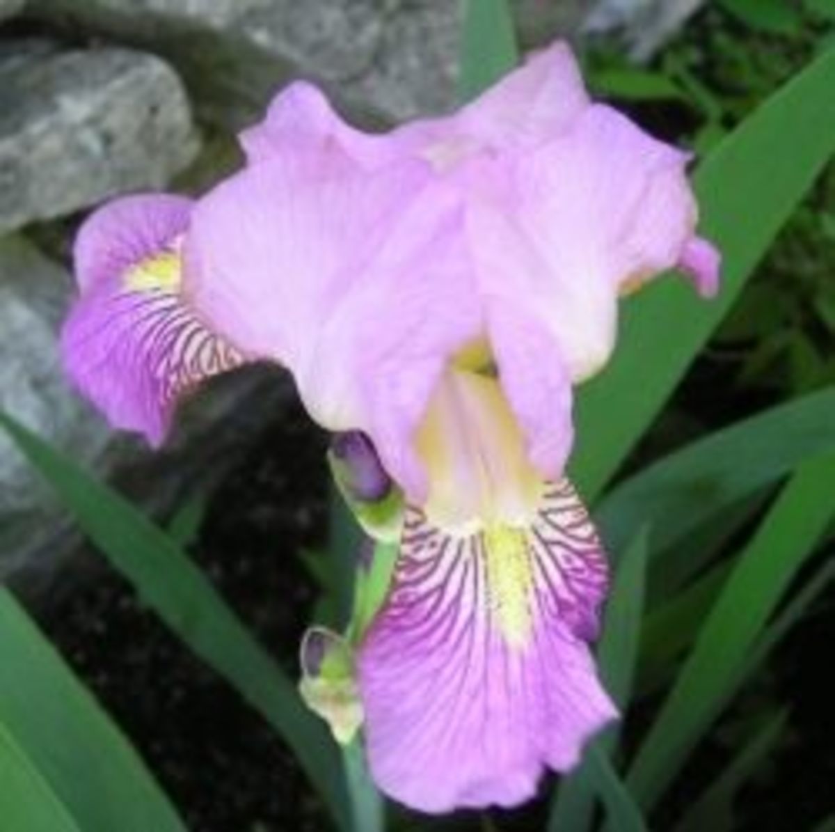 Growing Tall Bearded Irises and More