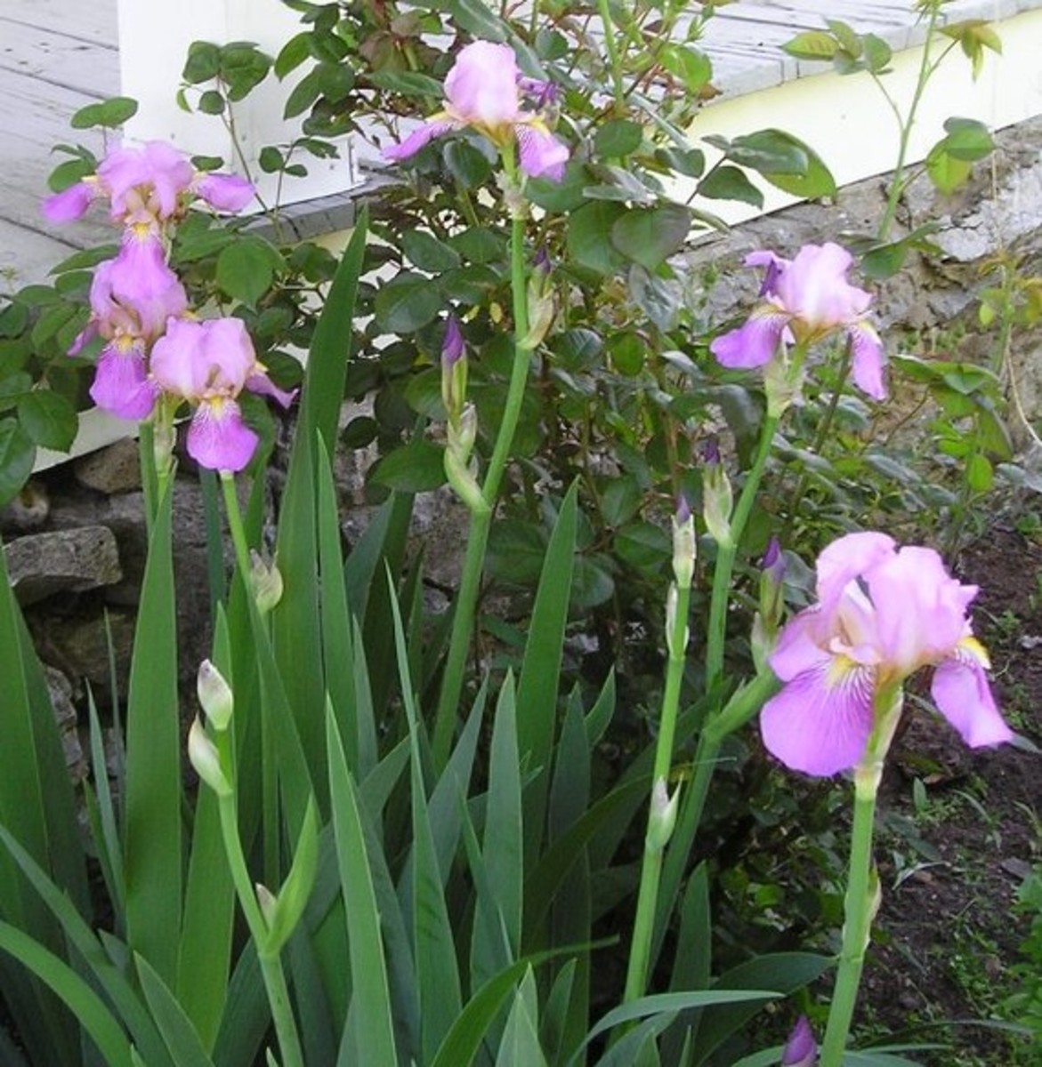 queeno of may tall bearded iris