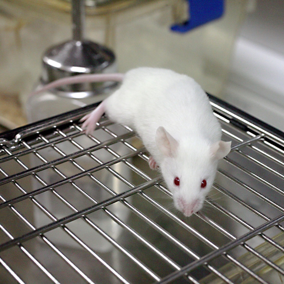 Results of experiments performed with lab mice often—but not always—apply to humans, too.