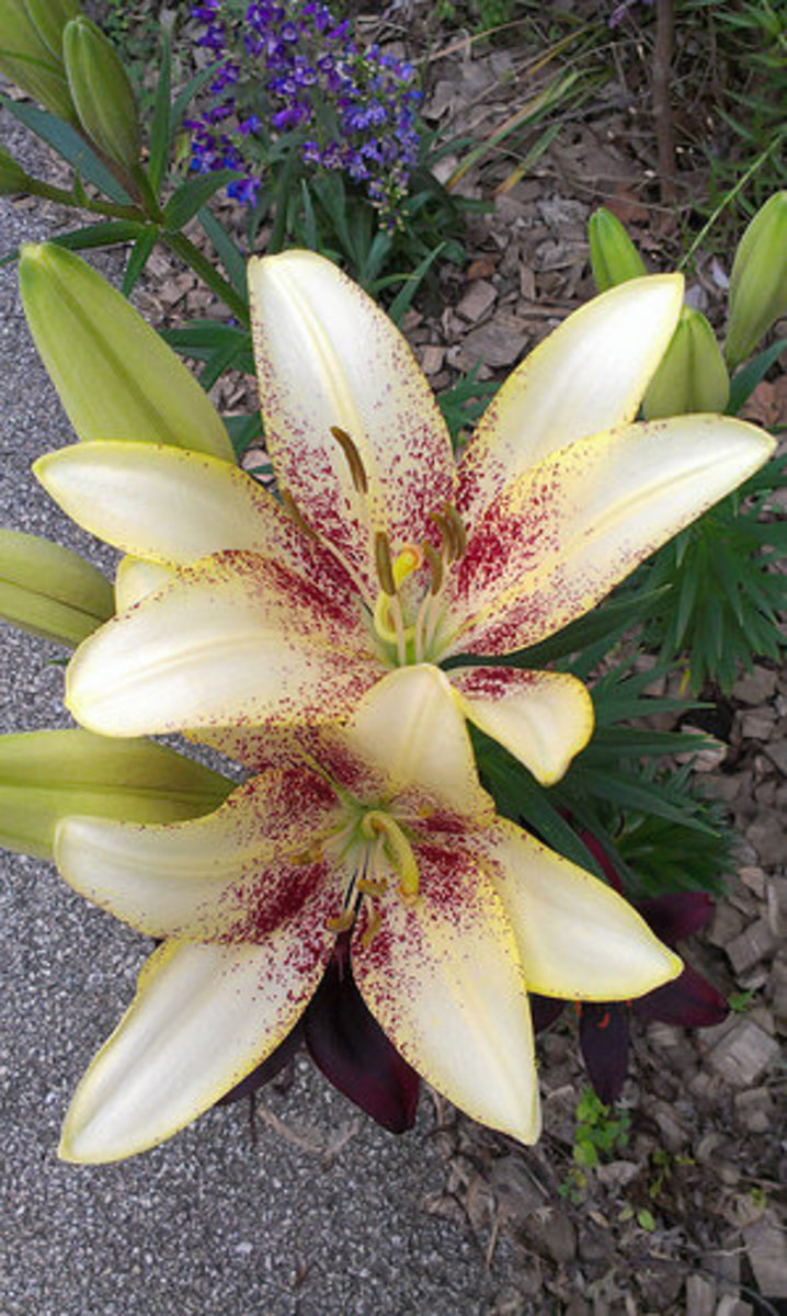 Asiatic Lily "Centerfold"