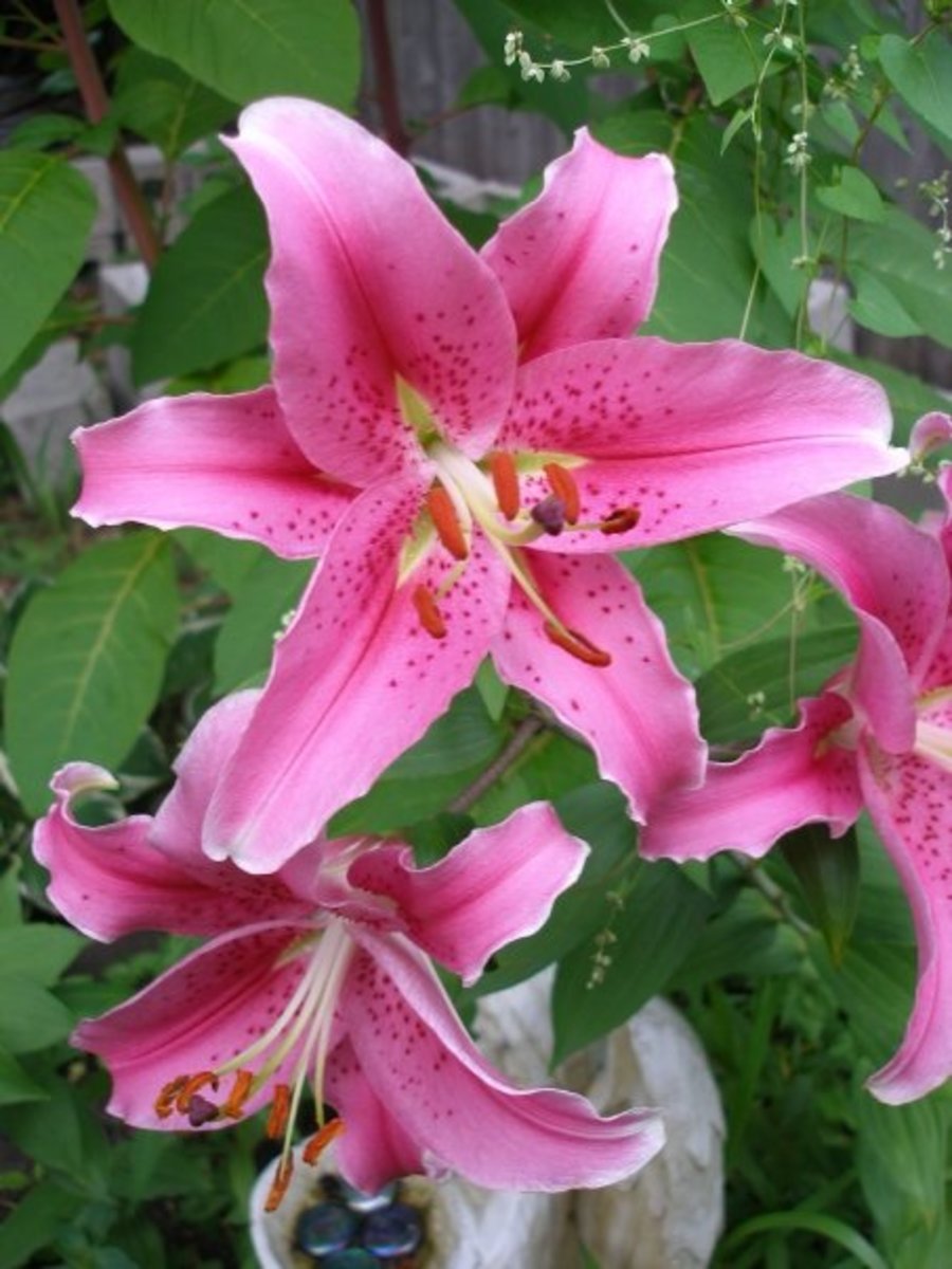 Oriental Type Lily "Muscadet"