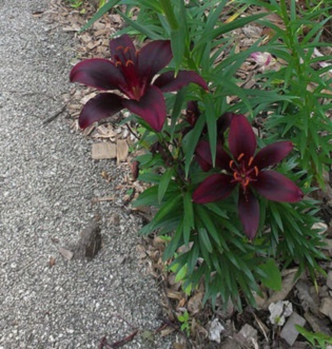 Asiatic Lily "Landini". A very striking dark colored variety