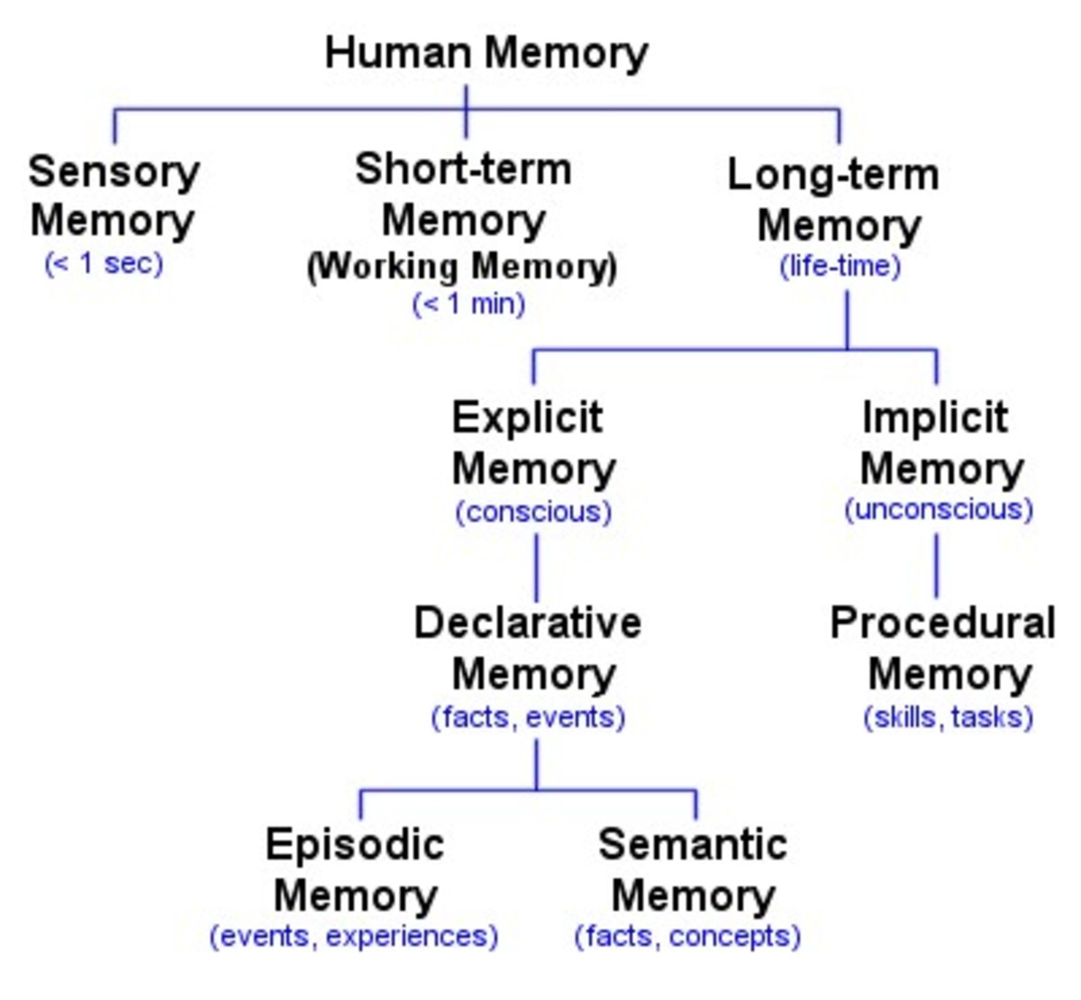 Memory and Brain Mechanisms HubPages