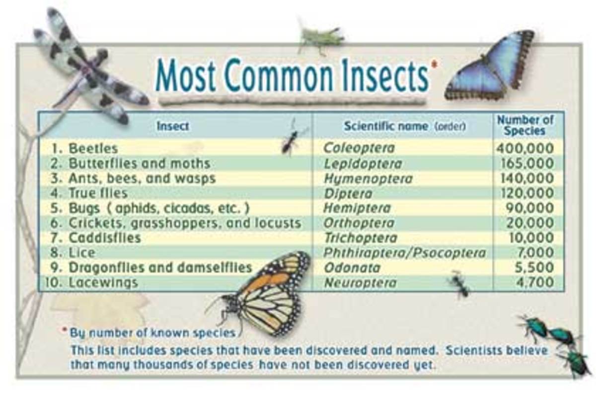       Most common insects and their numbers