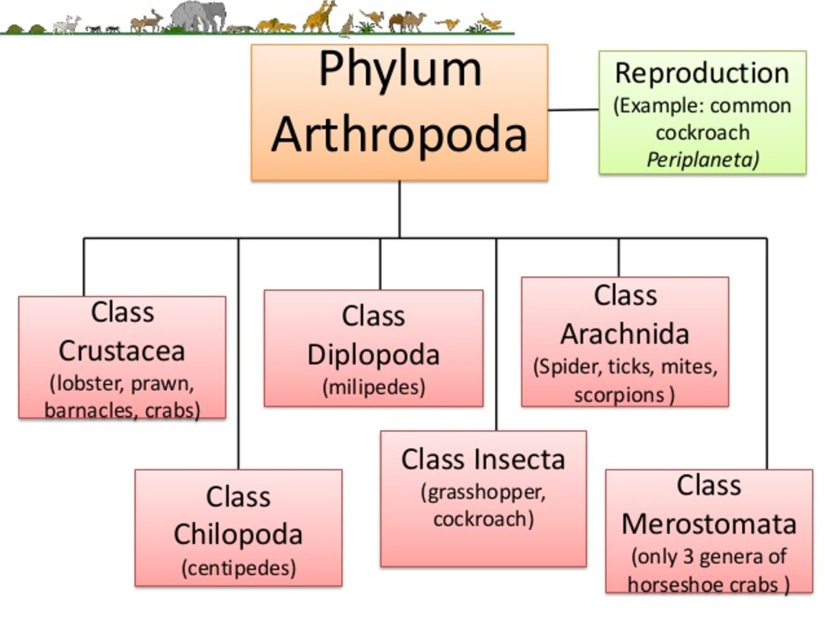       The six Classes under Phylum Arthropoda