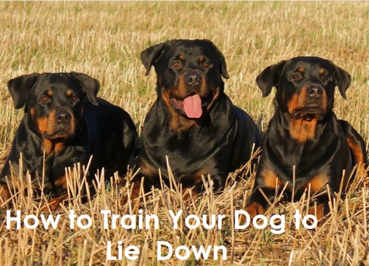 How to Train Your Dog to Lie Down in 3 Easy Steps