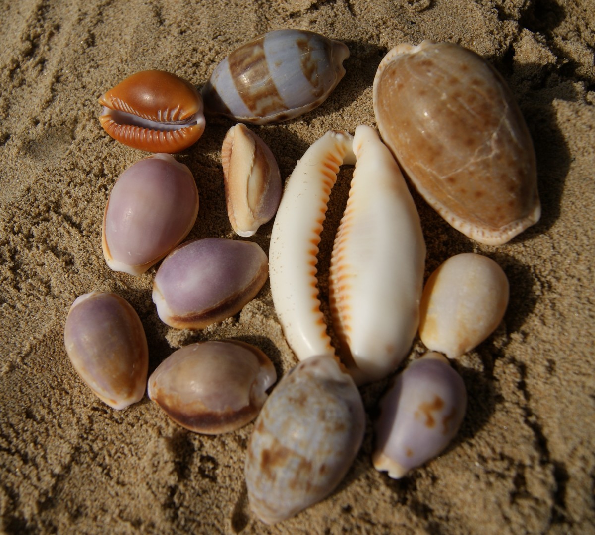A  group of Cowries from the Eastern Cape