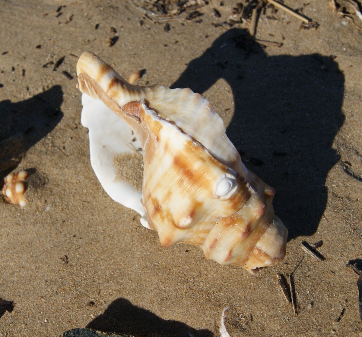 A shell washed up on the beach at Cefane, Eastern Cape