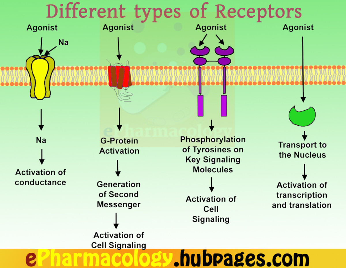 The different types of receptors