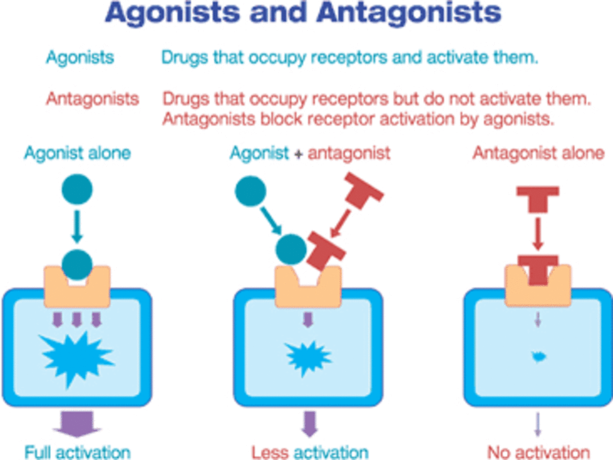 Agonist vs Antagonist
