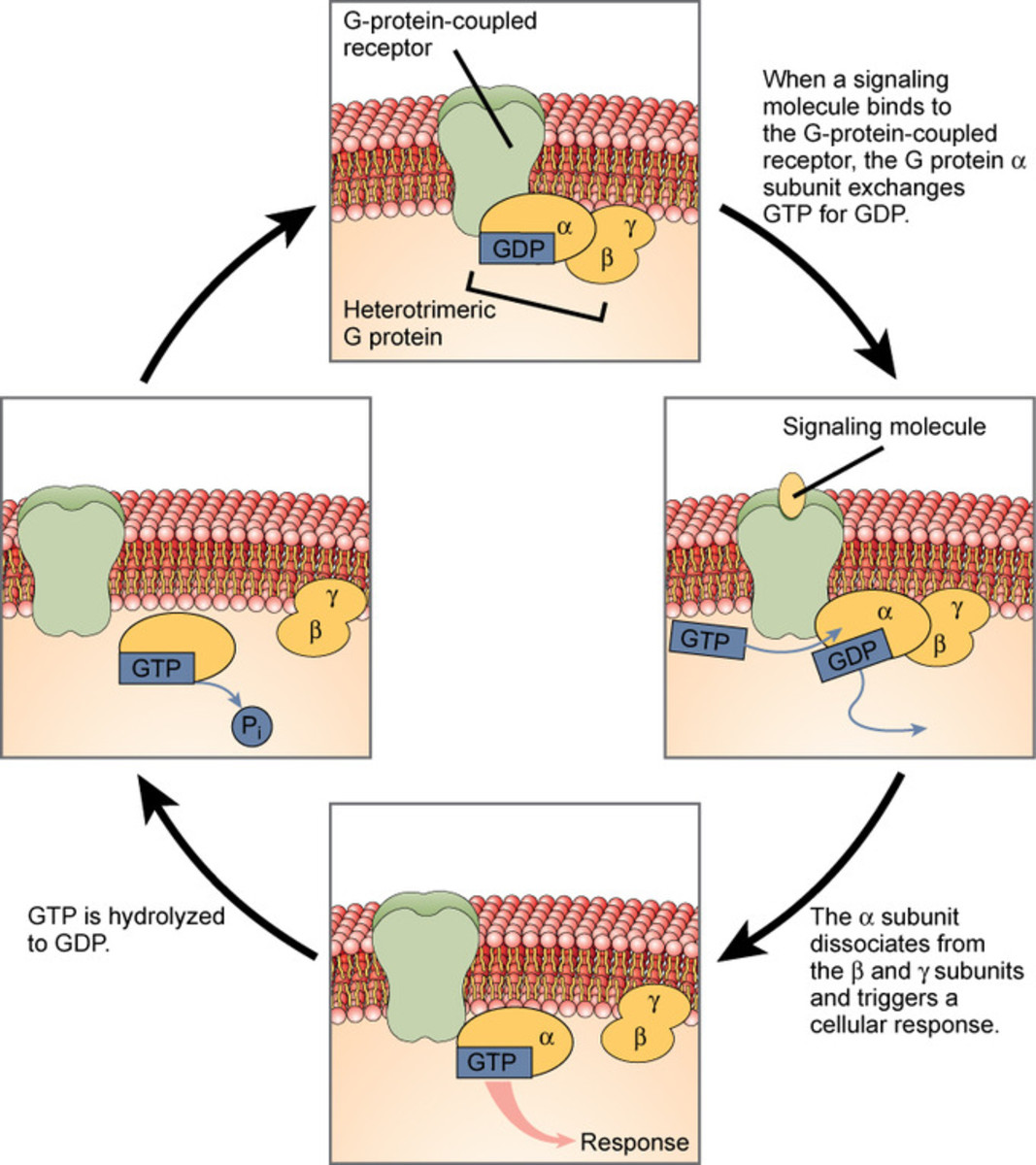 Mechanism of action of G protein coupled receptors