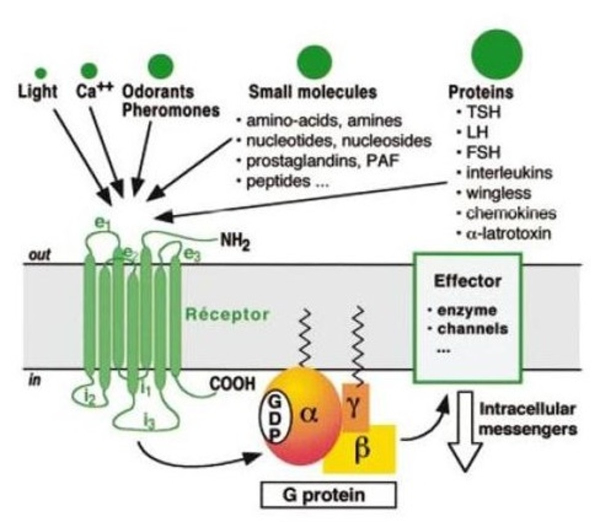 G protein coupled receptors