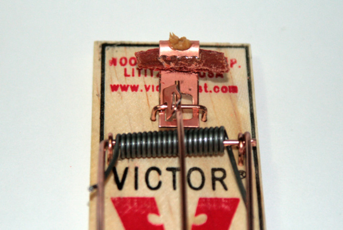 The Absolute Best Way to Bait a Mousetrap - HubPages