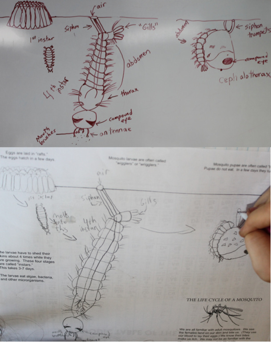 Drawing the life cycle of a mosquito - My sketches on the board (top) and a student's sketches (bottom)