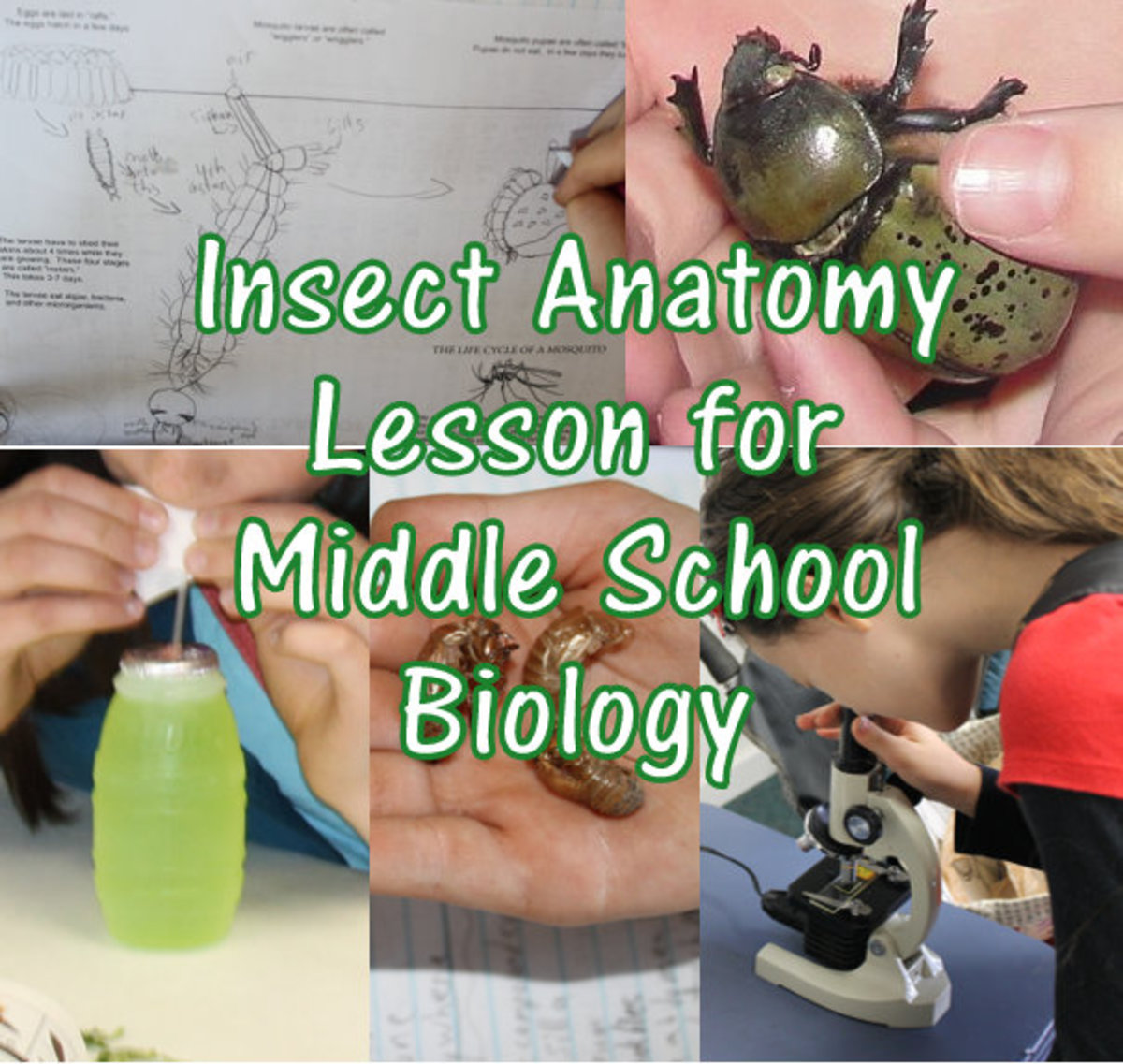 Arthropod Overview and Insect Anatomy Lesson for Middle School Biology
