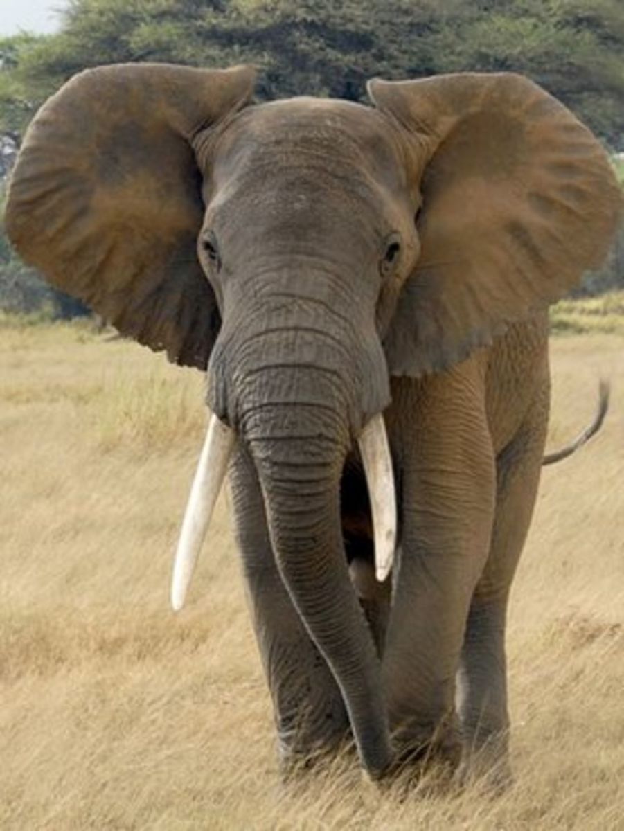 The African Elephant.
