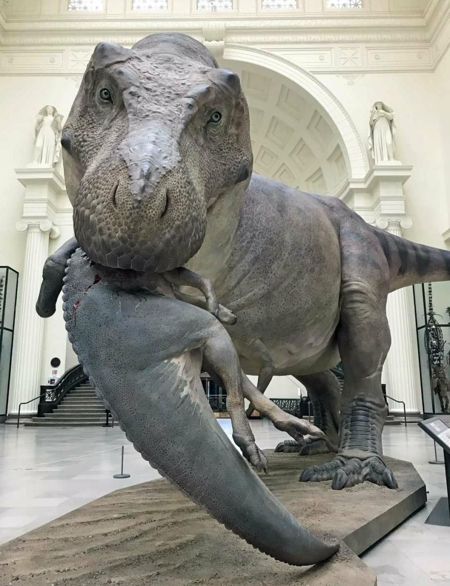 The flesh on statue of T-rex Sue in the Field Museum.