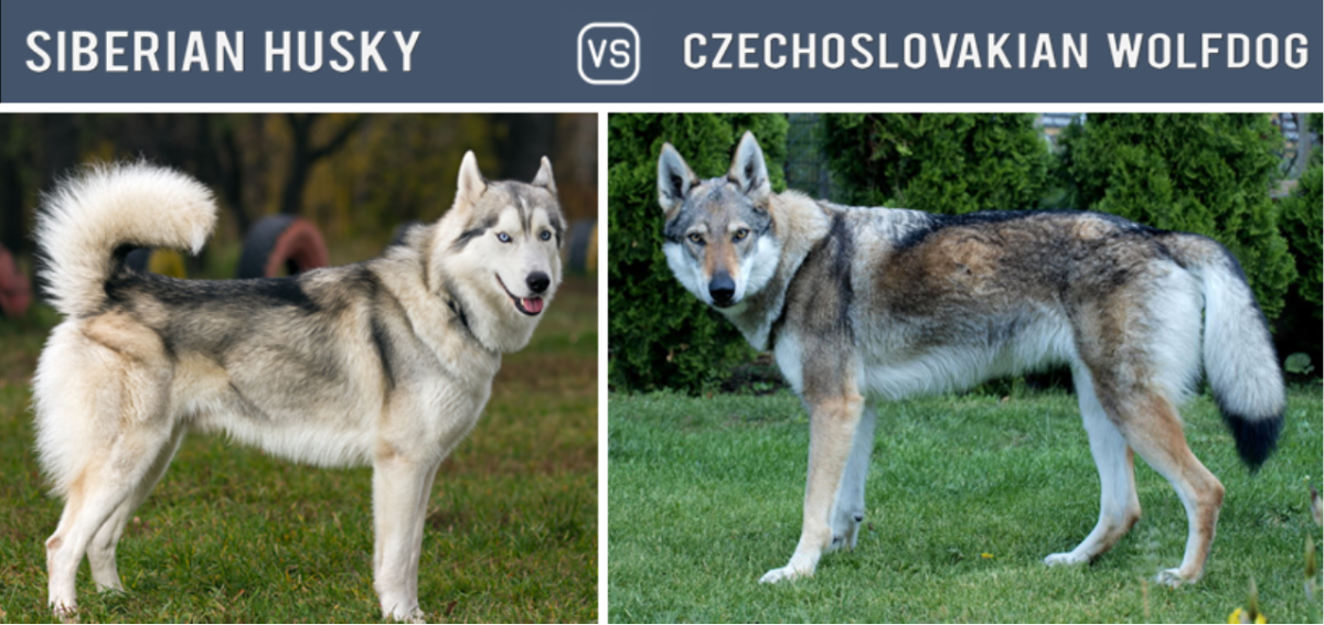 Husky vs. Czechoslovakian Wolfdog