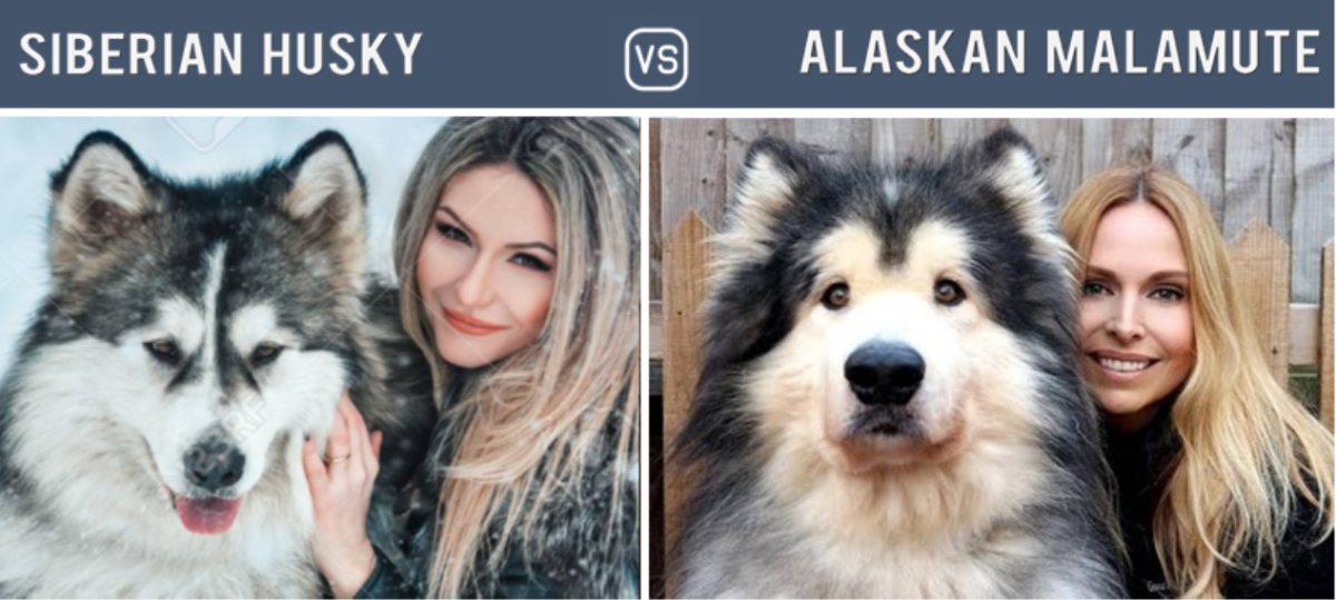 Husky vs. Alaskan Malamute