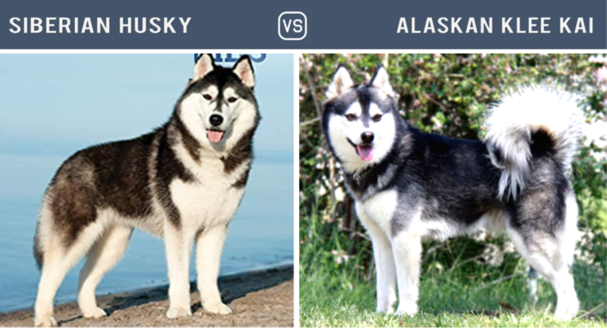 Husky vs. Alaskan Klee Kai