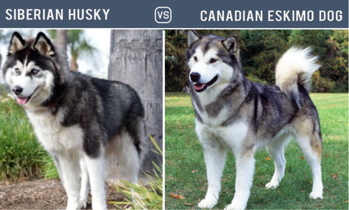 Husky vs. Canadian Eskimo Dog