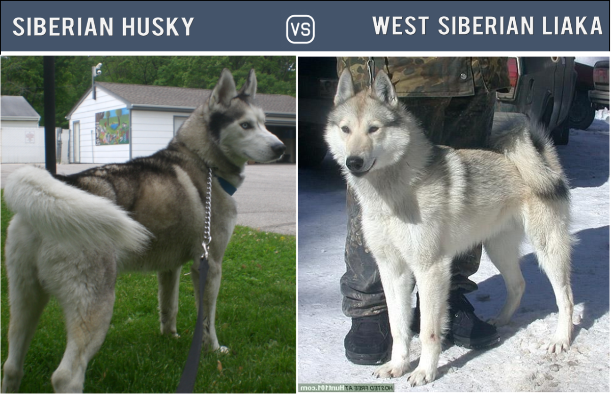 Husky vs. West Siberian Laika