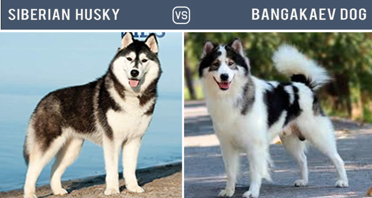 Husky vs. Bangakaew Dog