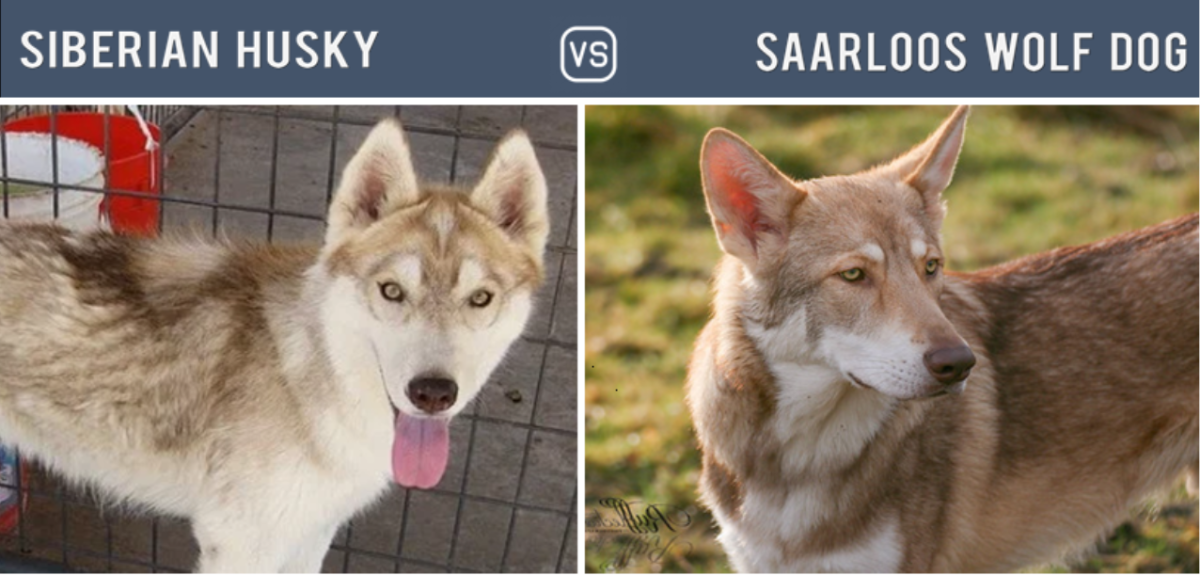Husky vs. Saarloos Wolfdog