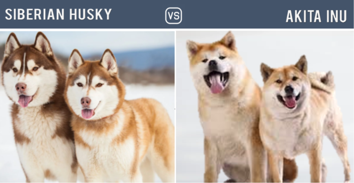 Husky vs. Akita Inu