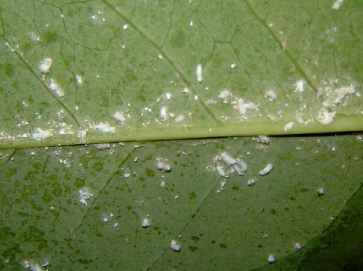 If you have mealybugs, you turn your leaf over, and you see the buggers.