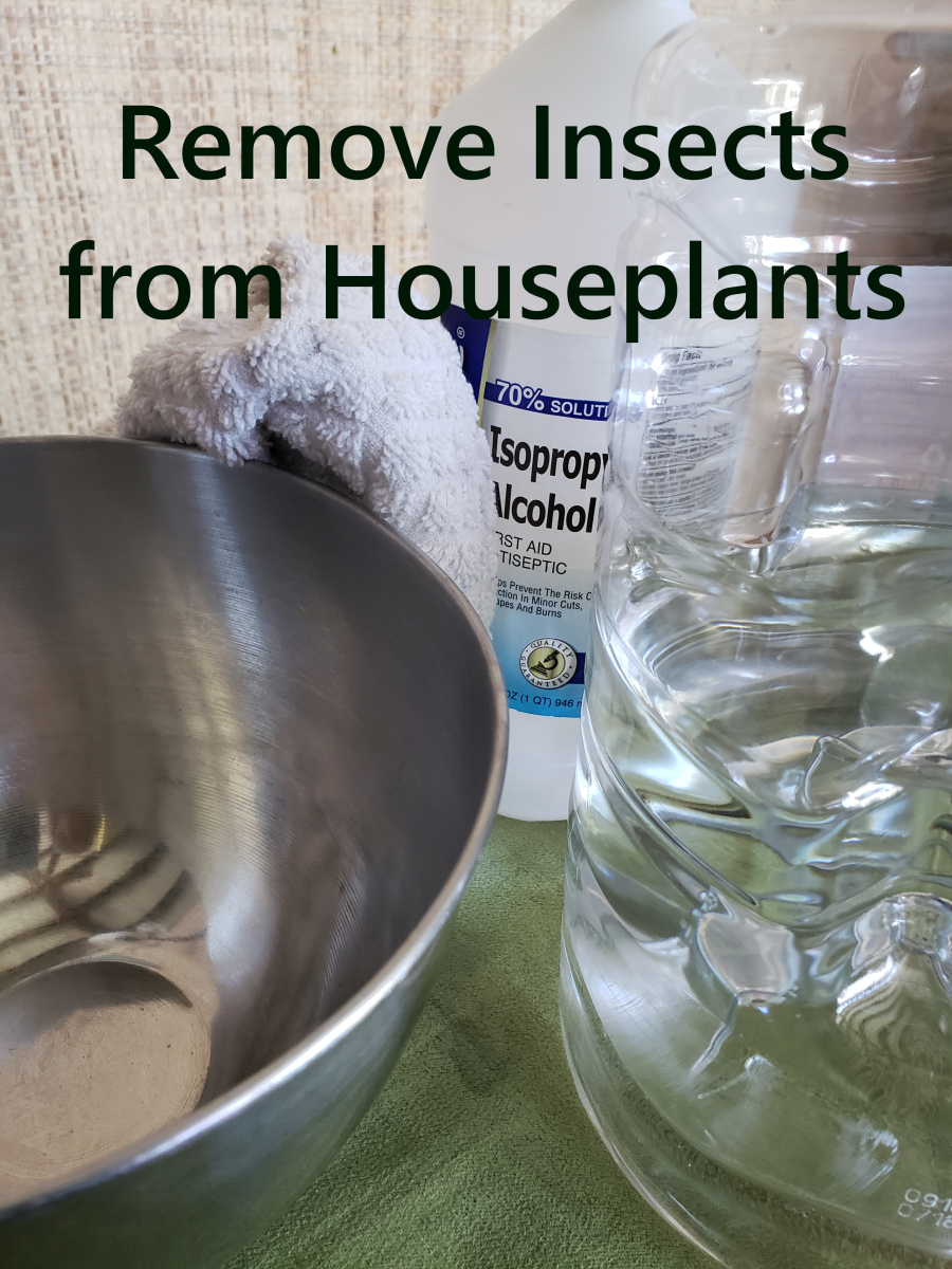 How to Remove Insects from Houseplants
