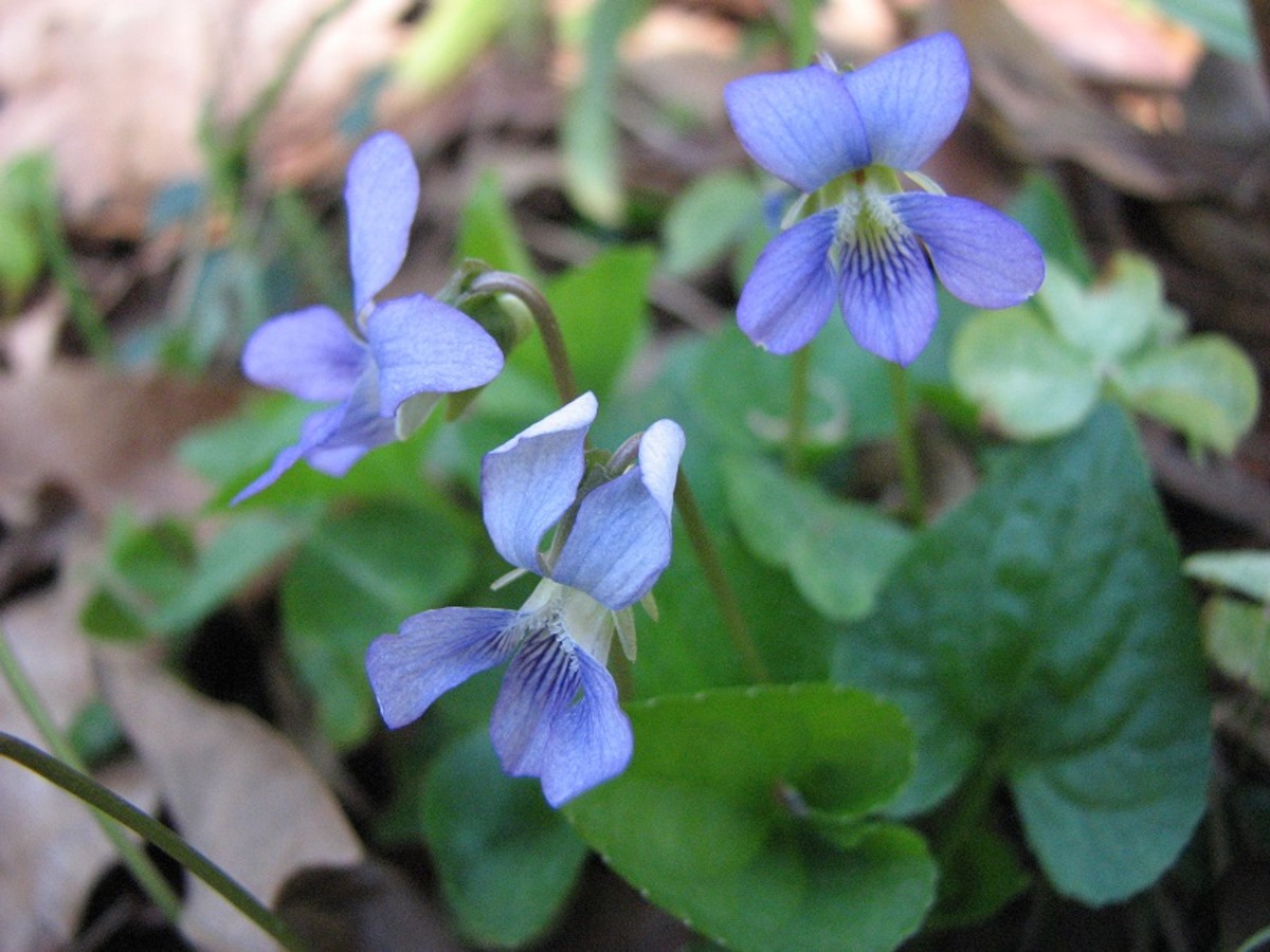 Both flowers and leaves of these wild violets are delicious.