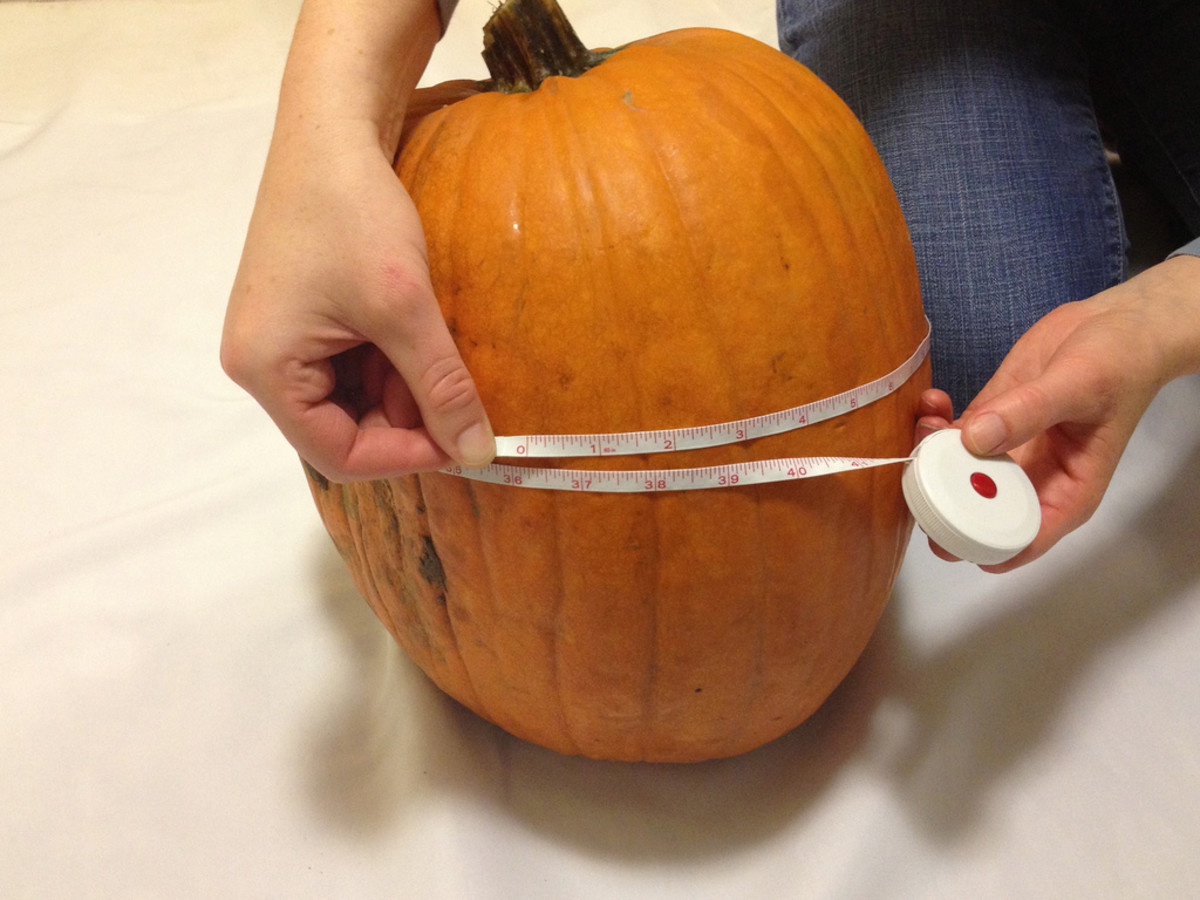 Measure the Circumference of your Pumpkin