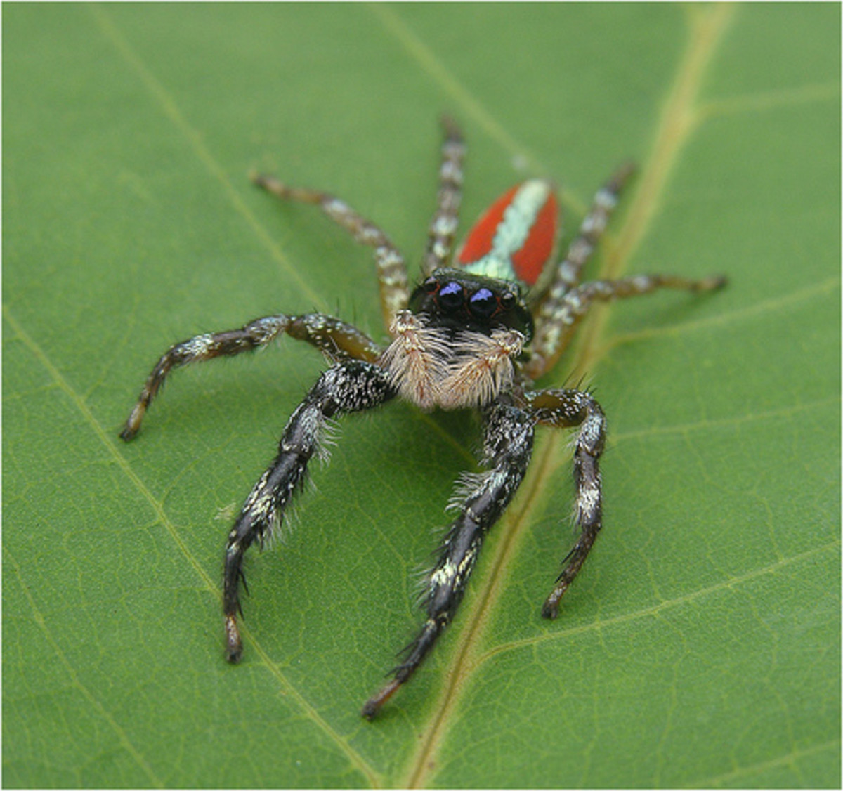 Some Important Species of Insects in Amazon Rainforest - HubPages