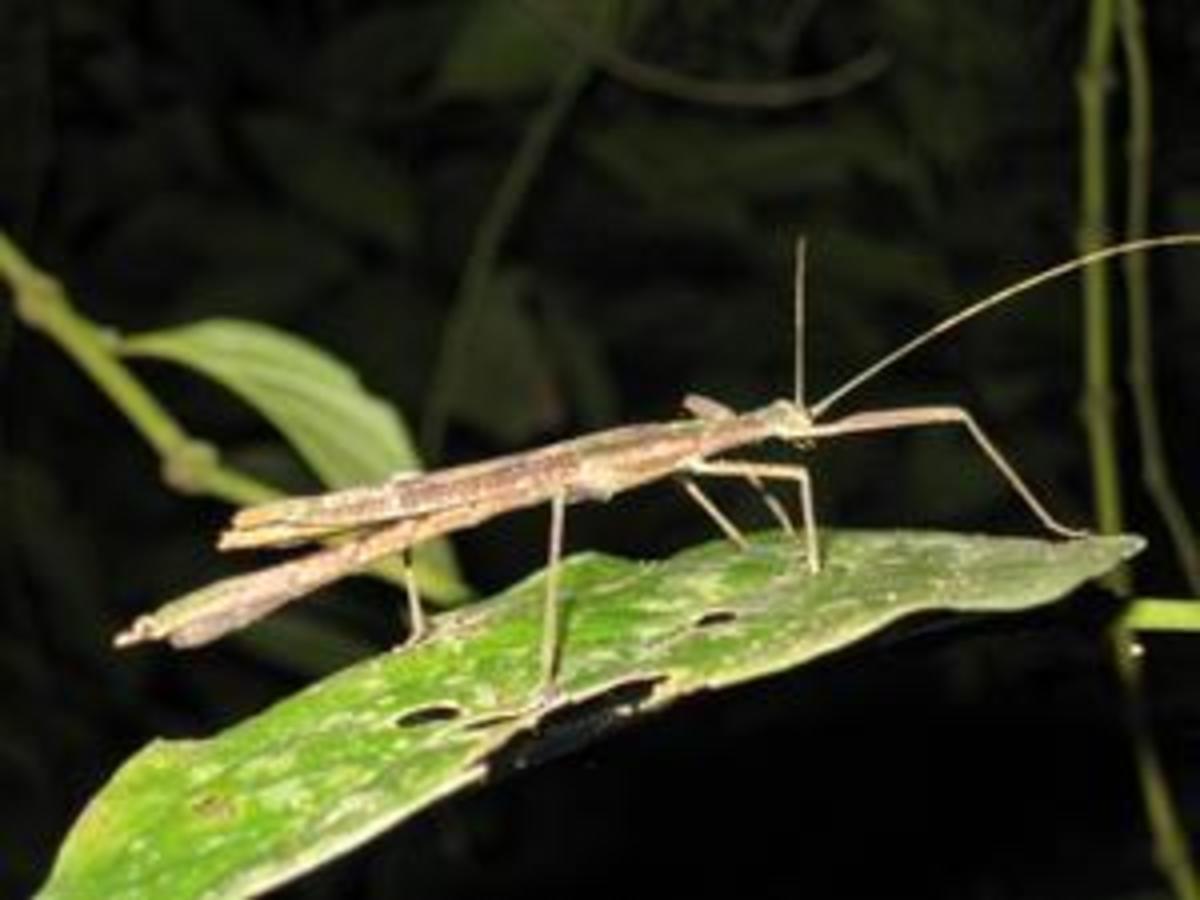 some-important-species-of-insects-in-amazon-rainforests