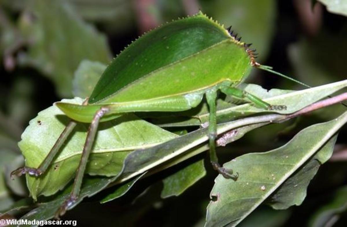some-important-species-of-insects-in-amazon-rainforests