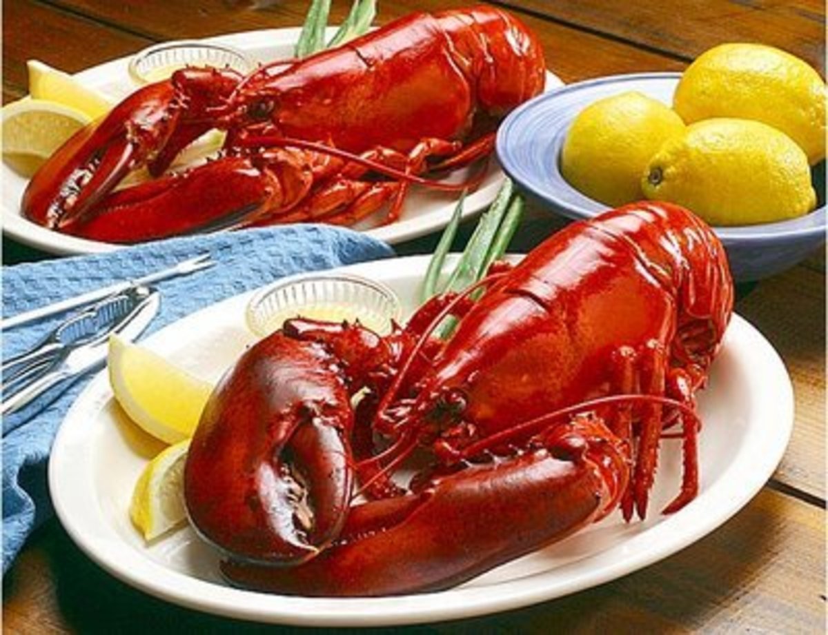 Maine lobster