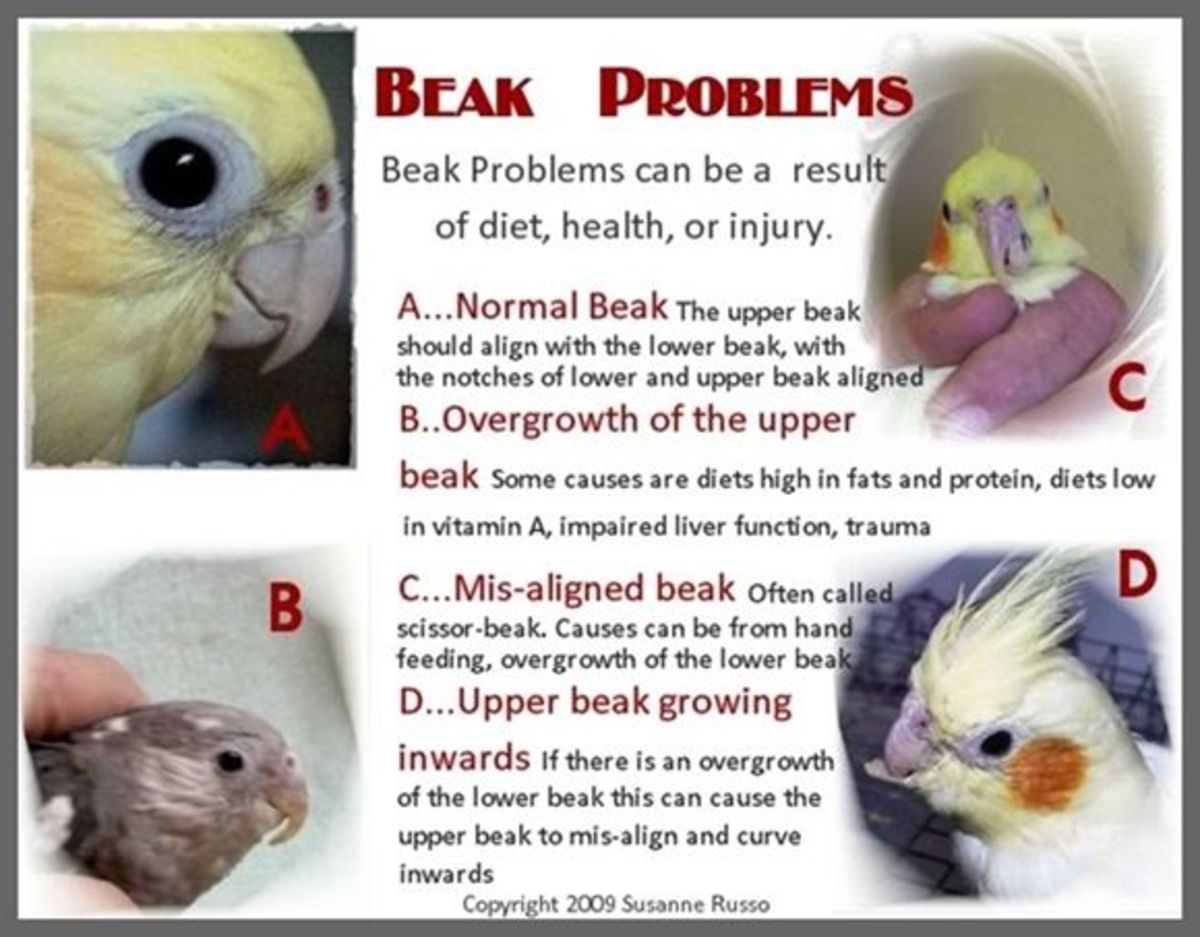 Birds and Beaks HubPages