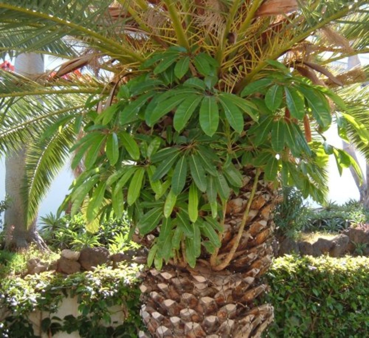 Australian Umbrella Tree growing in a palm tree