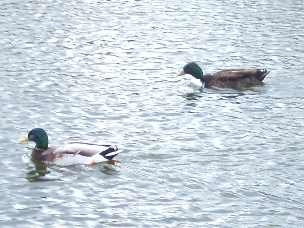 Hybrid Cross Between a Duck and a Goose: Do Gucks Exist?