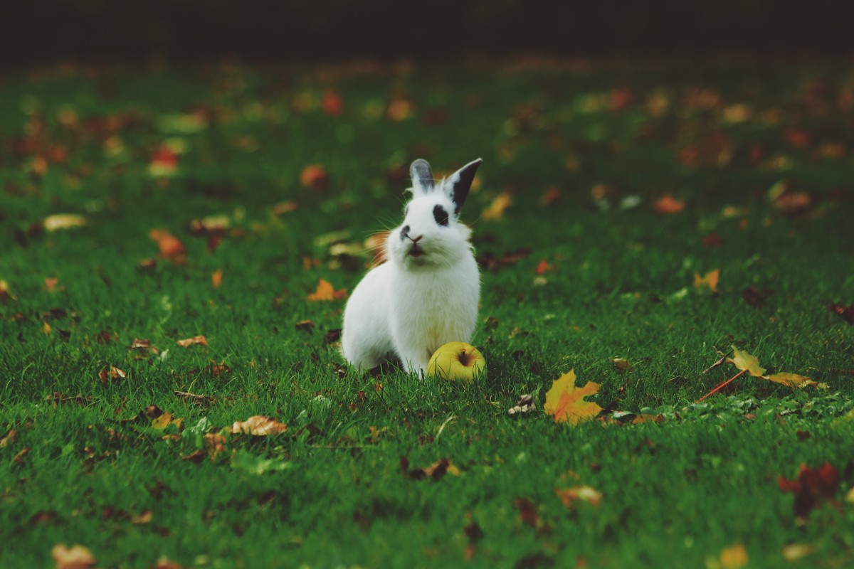 cute-bunnies
