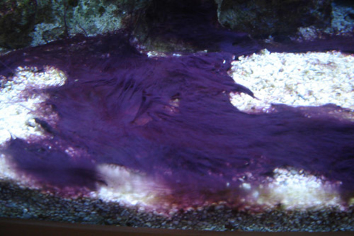 Red Algae : Getting Rid Of Red Algae In The Aquarium
