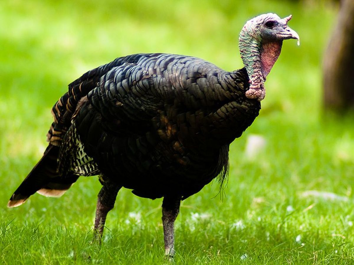 Louisiana Wild Turkey Thanksgiving: Information, Photos, Videos, Poems and Teaching Activities